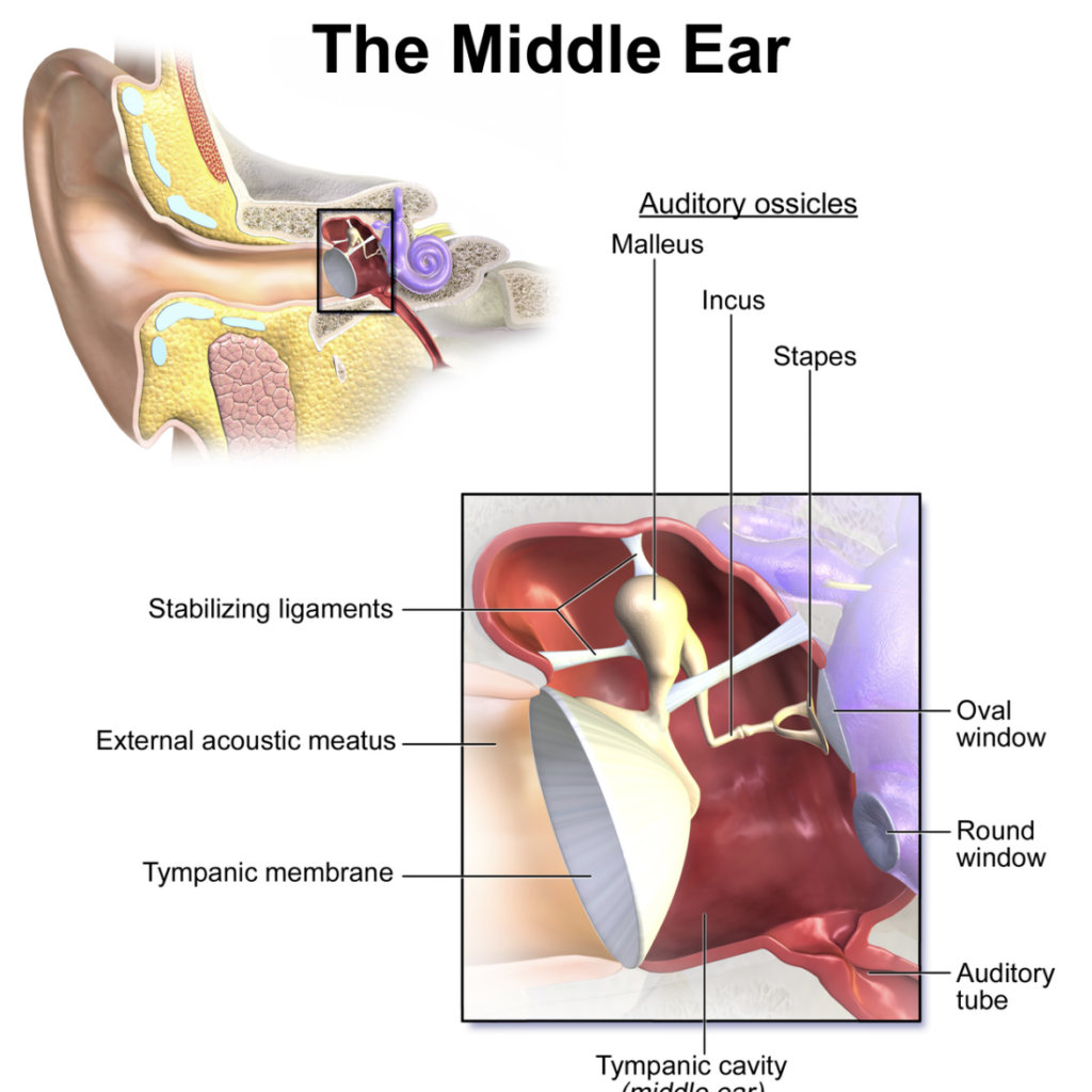 Diagram of the midle ear